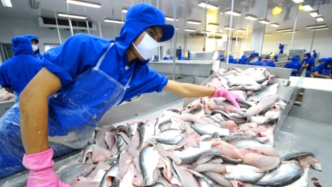 Enhancing the value of the pangasius industry through by-products